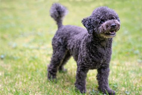Black Poodle: Exploring Popular And Rare Poodle Coat Colors