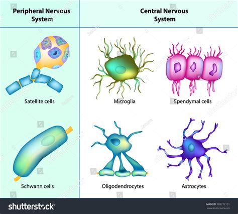 Oligodendrocytes Cells