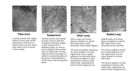 Image result for Basic Patterns of Fingerprints