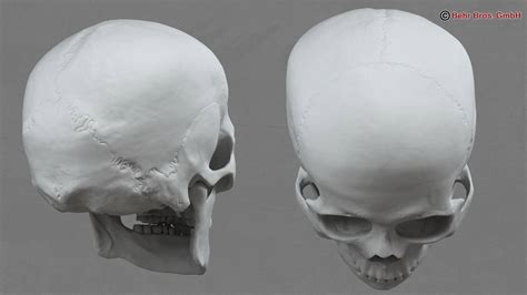 Human Skull 3d Model 3D Model - FlatPyramid