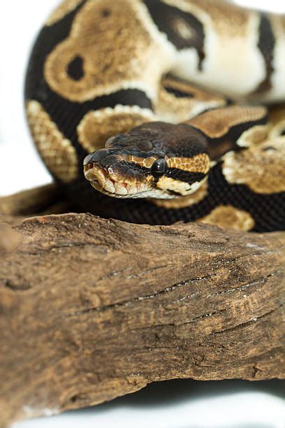 Image result for Python's Constricting Animals