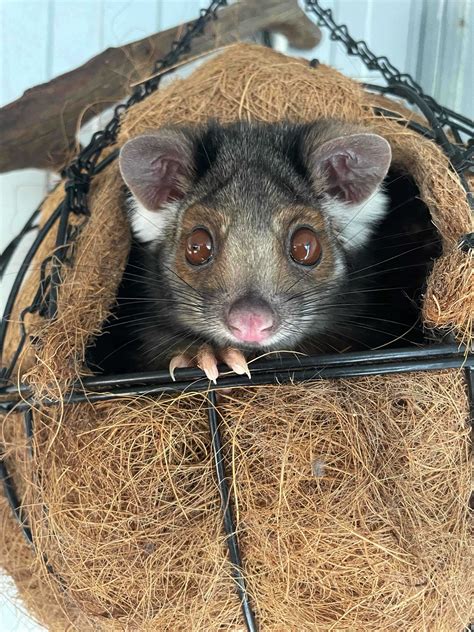 Everything you need to know about possums in Adelaide | Green Adelaide