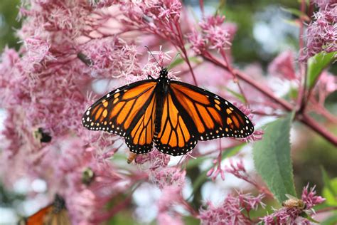 Best Garden Plants For Butterflies at Juliane Michaelis blog