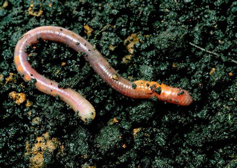 Earthworms Habitat Parts of an Earthworm | Facts, Infographic, Earthworms