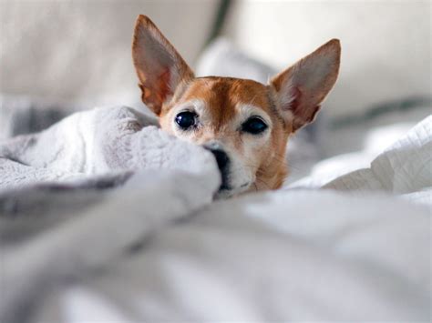 Why Are My Dogs Ears Warm