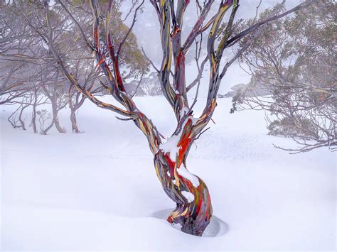 Shimmer - Mitchell Burns Gallery – mitchell burns