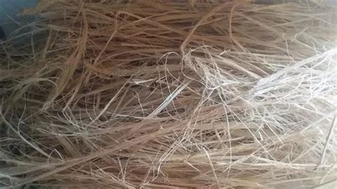 Natural Fibers - Natural Sun Hemp Fiber Trader - Retailer from Chennai