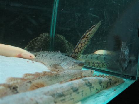 Tire track eel and Polypterus