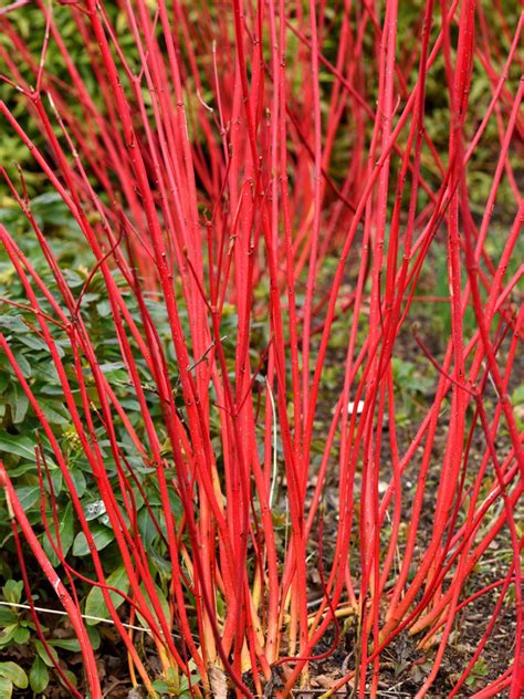 Dogwood Shrub Care: Different Types Of Dogwood Shrubs | Gardening Know How