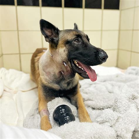 Honoring Westbury Animal Hospital: A Pillar of Care for K-9 Officers ...