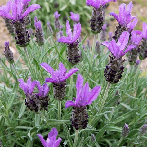 What Do Lavender Flowers Look Like at Kristie Rhodes blog