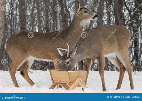 Whitetail Deer Bucks at Feeder Stock Image - Image of watching, looking ...