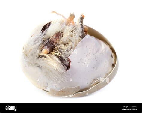 Amazing Modern Chick Hatching 的图像结果