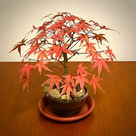 Seven Miniature Bonsai Trees That Add Color and Enliven Your Spaces - Ar...