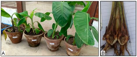 Molecular Diagnosis and Vegetative Compatibility Group Analysis of ...