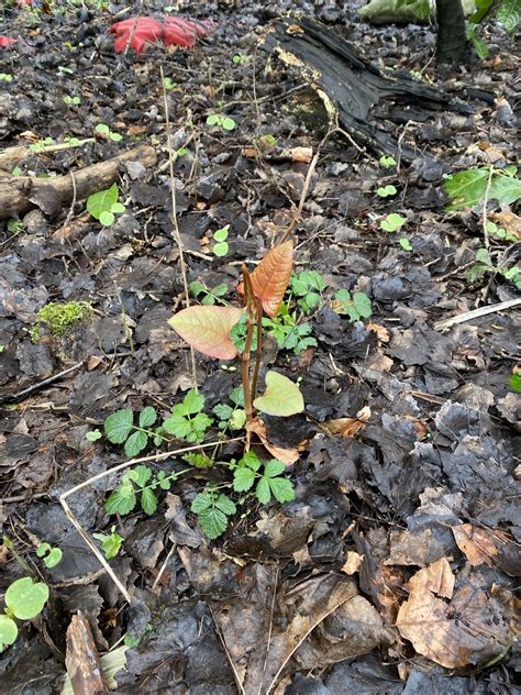 What does Japanese knotweed look like in spring? - Japanese Knotweed Ltd