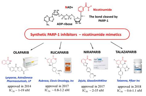 PARP-1-Associated Pathological Processes: Inhibition by Natural Polyphenols