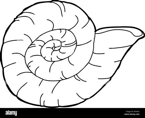 Outline drawing of Ammonite shellfish index fossil Stock Photo - Alamy