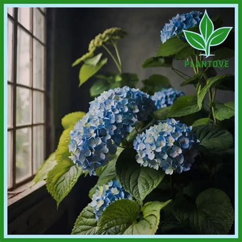 Hydrangea Plants: A Complete Growing Guide - Plantove.com
