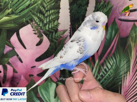 Violet Pied English Budgies for sale (Budgerigar) - ParrotCrown.com