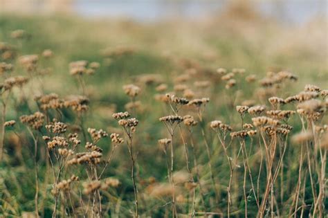 Close-up of crop growing on field | Premium Photo