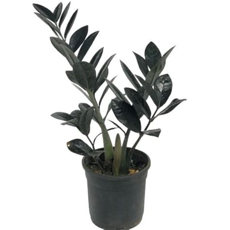 Creative Farmer Indoor Zamia Zz Plant | Raven Zamioculcas Black Air ...