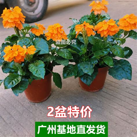 一套庭院植物搭配表,可代替围墙的植物,花园种植搭配(第2页)_大山谷图库