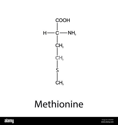 Chemical formula of methionine. Essential amino acids. Organic chemistry. Vector Stock Vector ...