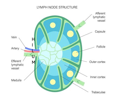 Lymph Nodes - Island Medical (Mauritius) Ltd