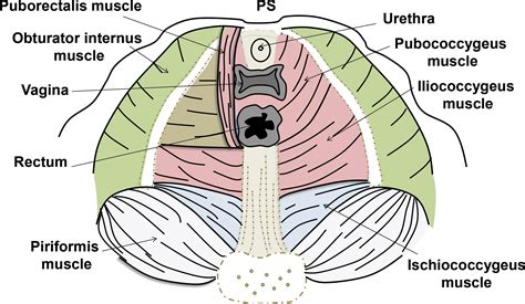MR Imaging–based Assessment of the Female Pelvic FloorRadioGraphics