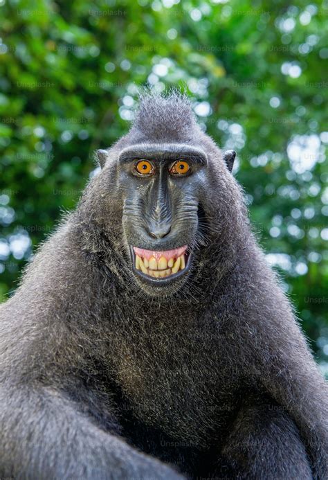 Image result for Monkey Smiling