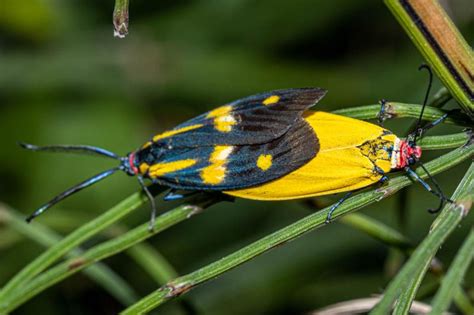 Soritia pulchella octopunctata | Moths