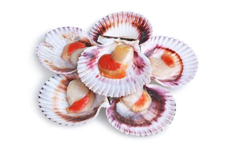 Image result for Scallop Shell Inside