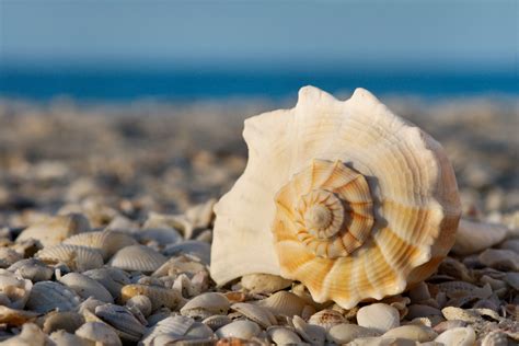 Beach Sea Shells 的图像结果