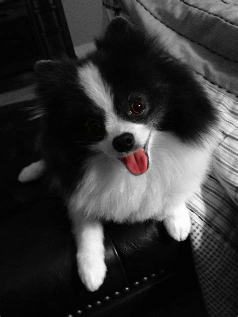 Are Black And White Pomeranians Rare at Martin Green blog