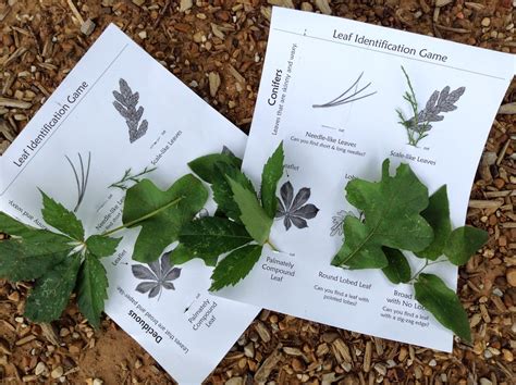 Image result for Tree Identification Guide With