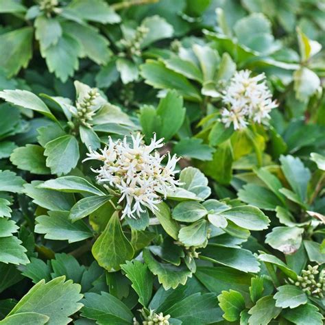 How to Plant Pachysandra (Japanese Spurge) - growhappierplants.com