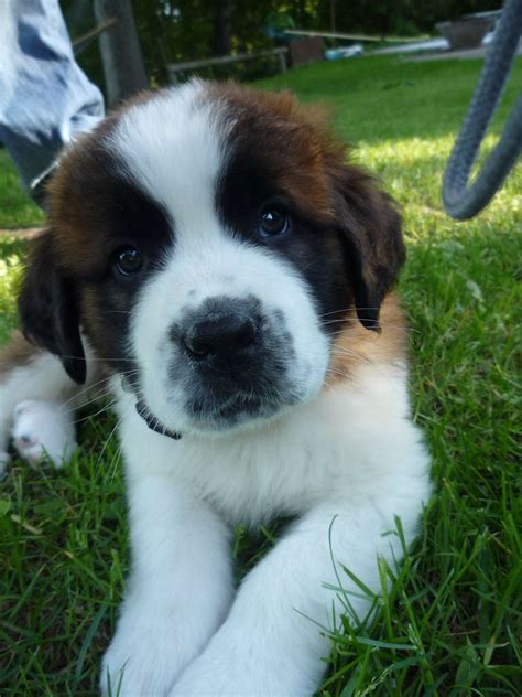 Adorable St. Bernard Puppy