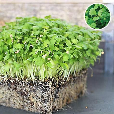 Buy Coriander Seeds online from Nurserylive at lowest price.
