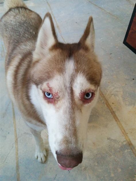 What Are The Symptoms Of Zinc Deficiency In Dogs