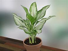 House Plants by How To Care For Indoor Plants 15 Steps With Pictures House Plants
