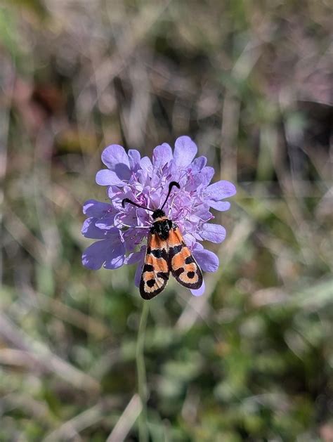 Image result for Moth Insect