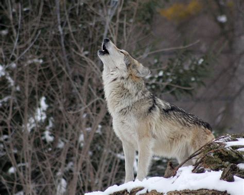 Download wallpaper 1280x1024 wolf, howling, wildlife, winter, predator ...