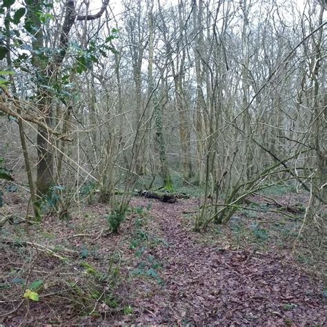 ELL WOOD (2026) All You Need to Know BEFORE You Go (with Photos ...