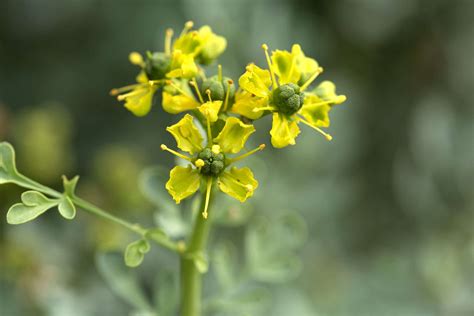 Rue: The Benefits (and Dangers) of this Lesser-Known Herb - Toad and ...