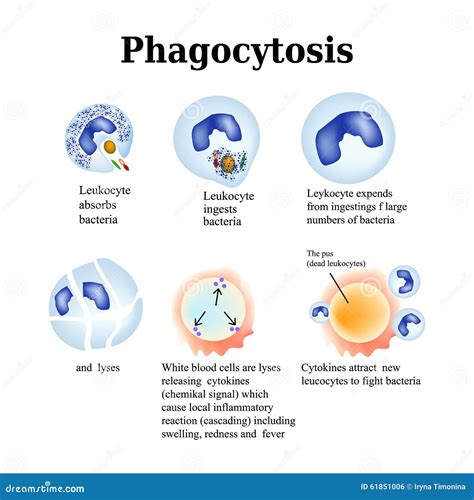 Phagocytosis. The Process Of Destroying Bacteria By Leukocytes. Vector Illustration Isolated On ...