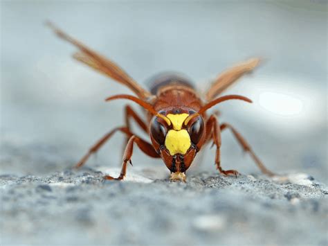 Fossil Discovery Reveals Prehistoric Wasp with Terrifying 'Venus
