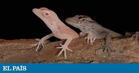 Unas lagartijas con albinismo son los primeros reptiles modificados ...