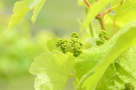 Image result for Small Oak Tree Sapling