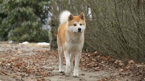 Hachiko Dog Breed